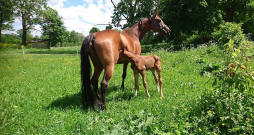 Ķēve Lasina aizpagājušajā vasarā ar vēl pavisam mazo kumeļu Matilasu. Toreiz viss ganāmpulks ļoti pārdzīvojis tā nogalināšanu, bet sevišķi viņa mamma. Šovasar Lasinai piedzimis jauns kumeliņš. Ķēve Lasina aizpagājušajā vasarā ar vēl pavisam mazo kumeļu Matilasu. Toreiz viss ganāmpulks ļoti pārdzīvojis tā nogalināšanu, bet sevišķi viņa mamma. Šovasar Lasinai piedzimis jauns kumeliņš.