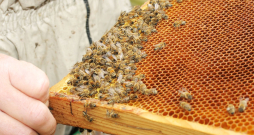 Biškopība. Bites. Biškopība. Bites.
