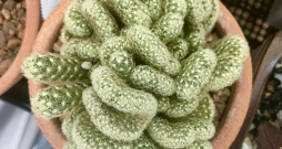 'Mammillaria elongata'