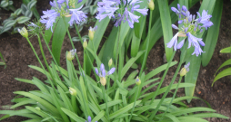 Agapants (Agapanthus africanus). Agapants (Agapanthus africanus).