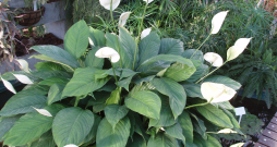 Spatifīla, Spathiphyllum wallisii. Spatifīla, Spathiphyllum wallisii.