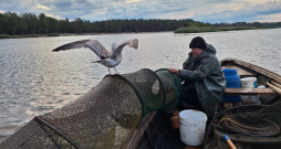 Ilmāram Prauliņam zvejas diena sākas agri un ilgst pāris stundas, kamēr
pārbauda visus vienpadsmit murdus. Lai gan lomi sarūkot, ik gadu
viņa uzņēmums pārstrādā ap tonnu Carnikavas un tikpat iepirkto Daugavas, Ventspils un Pāvilostas nēģu.