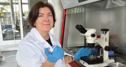 LBTU Veterinārmedicīnas fakultātes asociētā profesore Ilga Šematoviča manipulācijas ar dzimumšūnām veic laminārās plūsmas skapī, kur manipulācijas notiek absolūti tīrā vidē. LBTU Veterinārmedicīnas fakultātes asociētā profesore Ilga Šematoviča manipulācijas ar dzimumšūnām veic laminārās plūsmas skapī, kur manipulācijas notiek absolūti tīrā vidē.