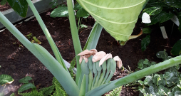 Kolokāzija, Colocasia gigantea. Kolokāzija, Colocasia gigantea.