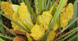 Hameropsis, Chamaeropsis humilis. Hameropsis, Chamaeropsis humilis.