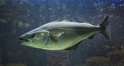 Akmeņaini krasti, oļaina gultne, dziļākas ieplakas, kuras nenosusina bēgums, – šādās vietās saidas labprāt pulcējas baros. Vien – tās meklēt būs jādodas ārpus Latvijas. Akmeņaini krasti, oļaina gultne, dziļākas ieplakas, kuras nenosusina bēgums, – šādās vietās saidas labprāt pulcējas baros. Vien – tās meklēt būs jādodas ārpus Latvijas.