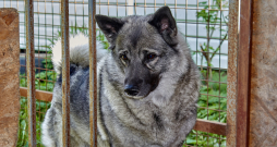 No sava voljēra suns lieliski pārredz apkārtni, taču pie viņa piekļūt nav tik vienkārši. No sava voljēra suns lieliski pārredz apkārtni, taču pie viņa piekļūt nav tik vienkārši.