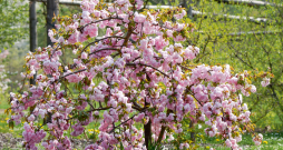 ‘Kiku-shidare-zakura’ ‘Kiku-shidare-zakura’