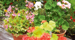 Noteikti vērts pārziemināt pelargonijas, un to var samērā viegli izdarīt, īpaši parastās jeb stāvās pelargonijas. Noteikti vērts pārziemināt pelargonijas, un to var samērā viegli izdarīt, īpaši parastās jeb stāvās pelargonijas.