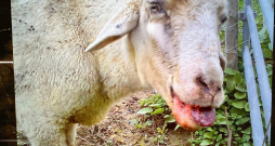 Attēlā - zilās mēles slimība aitai. Slimība ir bīstama ar tās straujo izplatību un ar to, ka slimajiem dzīvniekiem nav specifiskas ārstēšanas metodes,