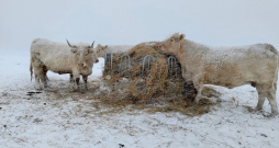 Šarolē šķirnes gaļas liellopi ir adaptējušies Latvijas dažkārt skarbajiem ziemas laika apstākļiem.