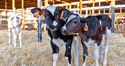 'SenseHub® Dairy Youngstock' krotālijas, kas izstādē saņēma vienu no sudraba medaļām.. 'SenseHub® Dairy Youngstock' krotālijas, kas izstādē saņēma vienu no sudraba medaļām..