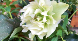 ‘Double Ellen White’