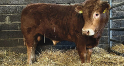 Gaļas šķirņu vaislas jaunbuļļu izsolē pārdoti 23 buļļi. Izsoles vērtīgākais bullis, par kuru nosolīta augstākā summa, pārdots par 5650 eiro. Gaļas šķirņu vaislas jaunbuļļu izsolē pārdoti 23 buļļi. Izsoles vērtīgākais bullis, par kuru nosolīta augstākā summa, pārdots par 5650 eiro.