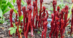 Peonijas pavasarī. Peonijas pavasarī.