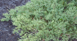 Kadiķis 'Repanda'.
