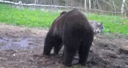 Vilks un lācis – draugi vai konkurenti? Vilks un lācis – draugi vai konkurenti?