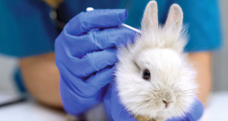 Novērojot slimības pazīmes, nepieciešama vizīte pie veterinārārsta. Novērojot slimības pazīmes, nepieciešama vizīte pie veterinārārsta.