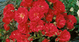 'Red Fairy' 'Red Fairy'