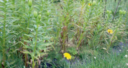 Bojātās lilijas.