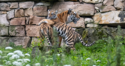 Rīgas zooloģiskā dārza tīģeru meitenes nosauktas par Safīru un Augusti. Rīgas zooloģiskā dārza tīģeru meitenes nosauktas par Safīru un Augusti.