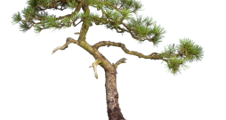 Bonsai priede. Bonsai priede.