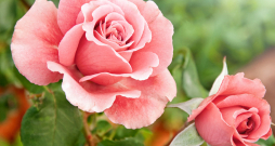 Rozes. Rozes.