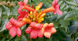 'Campsis radicans Ursynov' 'Campsis radicans Ursynov'