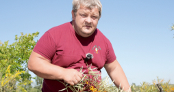 Raimonds Lignickis: "Vācam smiltsērkšķus. Tos no lauka vedam uz saldētavu, kuru dienas laikā "baro" saules paneļu ražotā elektroenerģija." Raimonds Lignickis: "Vācam smiltsērkšķus. Tos no lauka vedam uz saldētavu, kuru dienas laikā "baro" saules paneļu ražotā elektroenerģija."