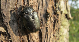 Lapkoku praulgrauzis.