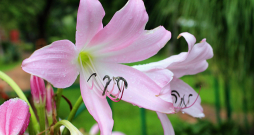 Krīnija (Crinum moorei), tautā saukta arī par istabas liliju, pieder pie amariļļu dzimtas. Krīnija (Crinum moorei), tautā saukta arī par istabas liliju, pieder pie amariļļu dzimtas.