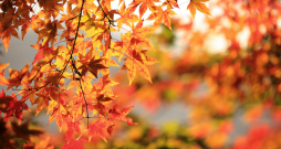Rudens laiks.