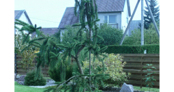 Čūskegle 'Virgata'. Čūskegle 'Virgata'.