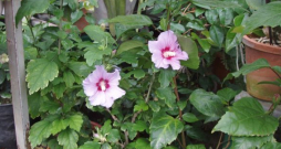 Sīrijas hibisks. Sīrijas hibisks.