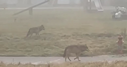 Vilki bērnu rotaļlaukumā. Vilki bērnu rotaļlaukumā.