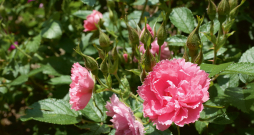'Pink Grootendorst' 'Pink Grootendorst'