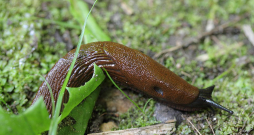 Spānijas kailgliemeži.