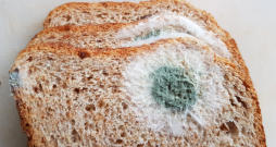 Iepelējusi maize, pelējumsn. Iepelējusi maize, pelējumsn.