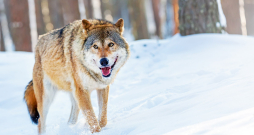 Vilks.