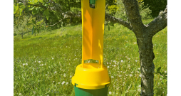 Japānas vaboles (Popillia japonica) konteinertipa slazds.