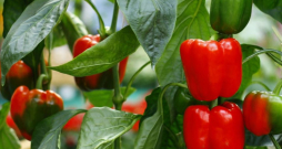 Paprika. Paprika.