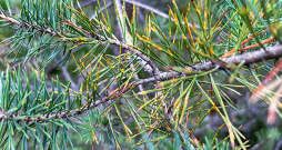 Ar Dothistroma spp. inficējušās priedes. Ar Dothistroma spp. inficējušās priedes.