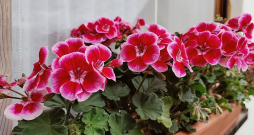 Pelargonijas biežāk pavairo ar spraudeņiem nekā no sēklām, tomēr arī tas nav sarežģīti.