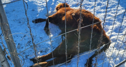 Pārtikas un veterinārais dienests Tabores pagastā no saimniecības izņem 95 liellopus. Pārtikas un veterinārais dienests Tabores pagastā no saimniecības izņem 95 liellopus.