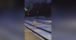 Kails vīrietis staigā pa sliedēm Torņakalna stacijas tuvumā.
