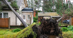 Pirms ķeras pie zāģa, jānovērtē koka suga, jāizmēra tā apkārtmērs un jāapzina koka atrašanās vieta, kas ļaus izdarīt secinājumus par tālākajām darbībām Pirms ķeras pie zāģa, jānovērtē koka suga, jāizmēra tā apkārtmērs un jāapzina koka atrašanās vieta, kas ļaus izdarīt secinājumus par tālākajām darbībām