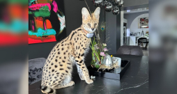 Servals.
