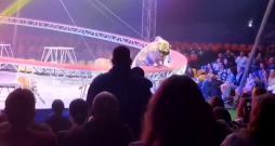 Cirka izrādes tīģeris mirkli pirms ieiešanas skatītāju rindās. Cirka izrādes tīģeris mirkli pirms ieiešanas skatītāju rindās.