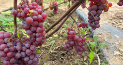 ‘Somerset Seedless’