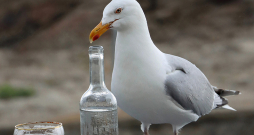 Kaija pārtikas meklējumos var apreibināties, lietojot bez uzraudzības atstātu alkoholu, kā rezultātā tām rodas dezorientācija, vemšana un nespēja nostāvēt kājās. Anglijā ir izglābtas daudzas piedzērušās kaijas, kas cieš no “paģirām”.